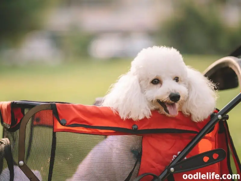 dog in a stroller