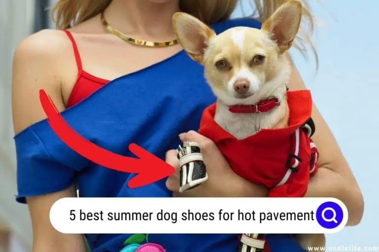 5 Best Summer Dog Shoes For Hot Pavement 2024