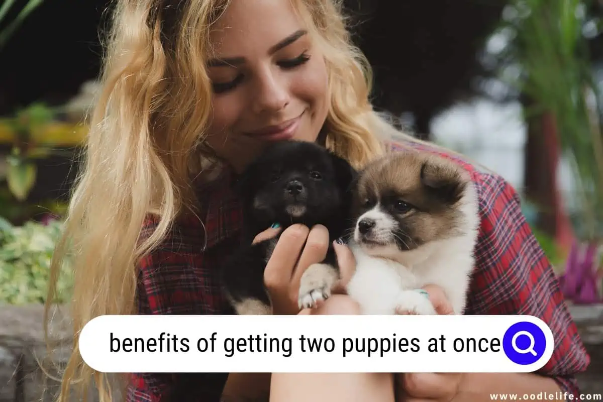 benefits of getting two puppies at once