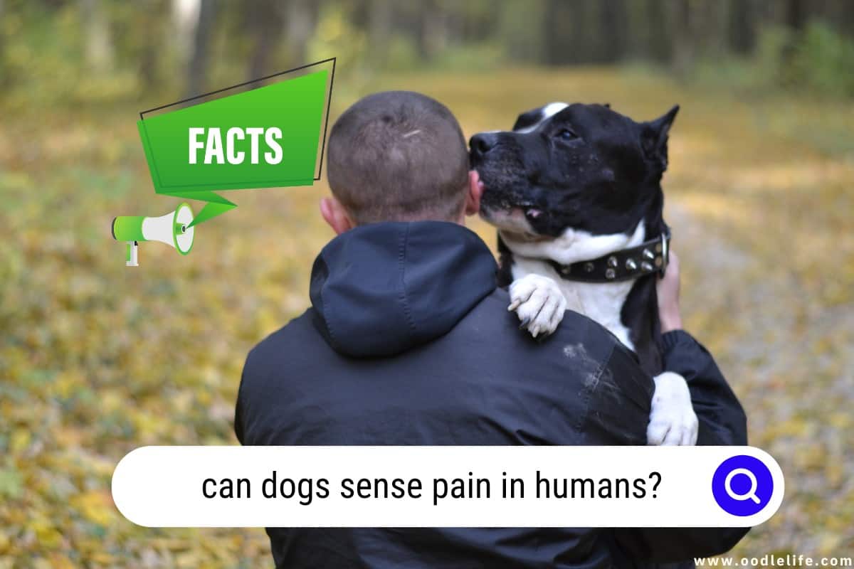 can-dogs-sense-pain-in-humans-surprising-facts-unveiled-oodle-life