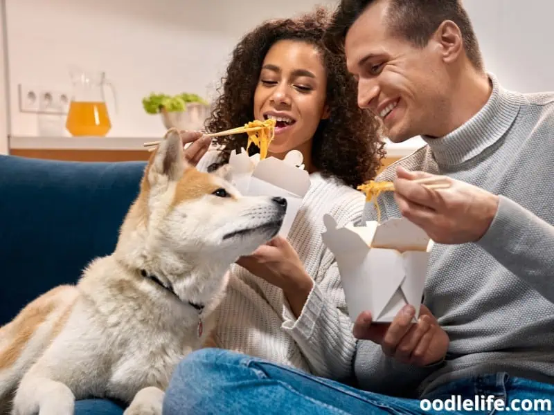 dog owners eat noodles