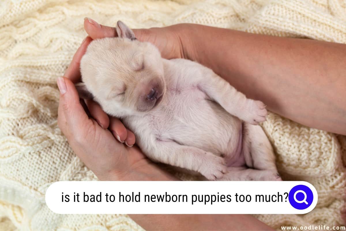 is-it-bad-to-hold-newborn-puppies-too-much-myths-oodle-life