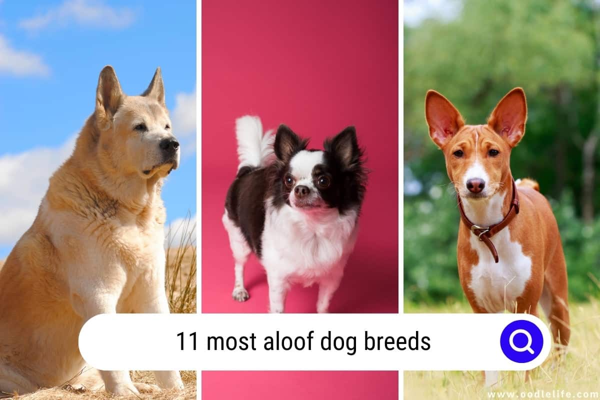 The 11 Most Aloof Dog Breeds [with Photos] - Oodle Life