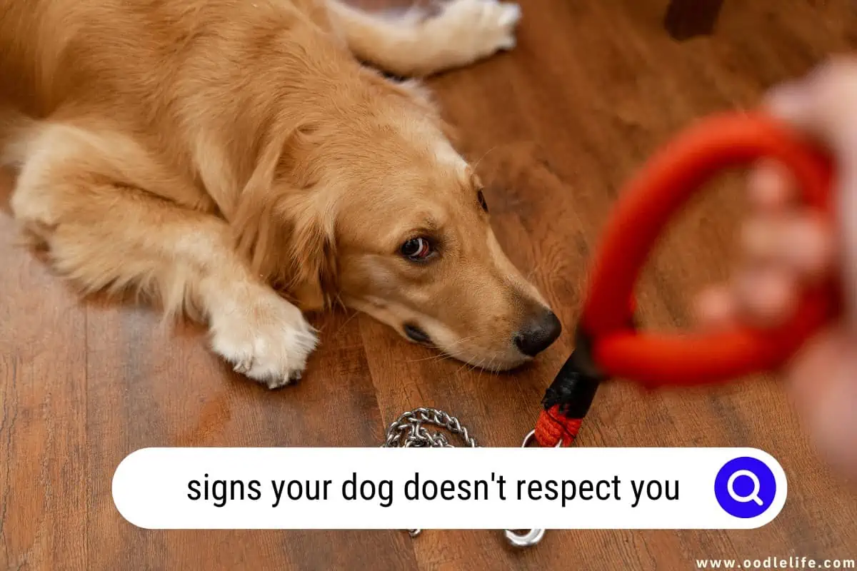 signs your dog doesn't respect you