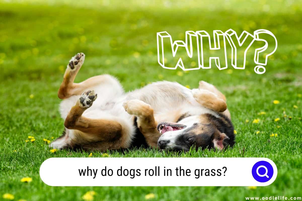 Why Do Dogs Roll In The Grass? [Explained] Oodle Life