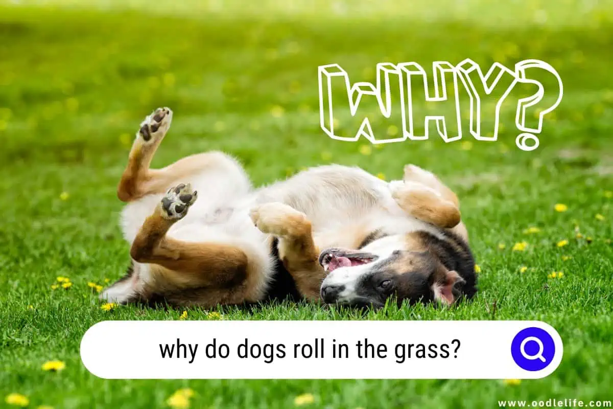 why do dogs roll in the grass