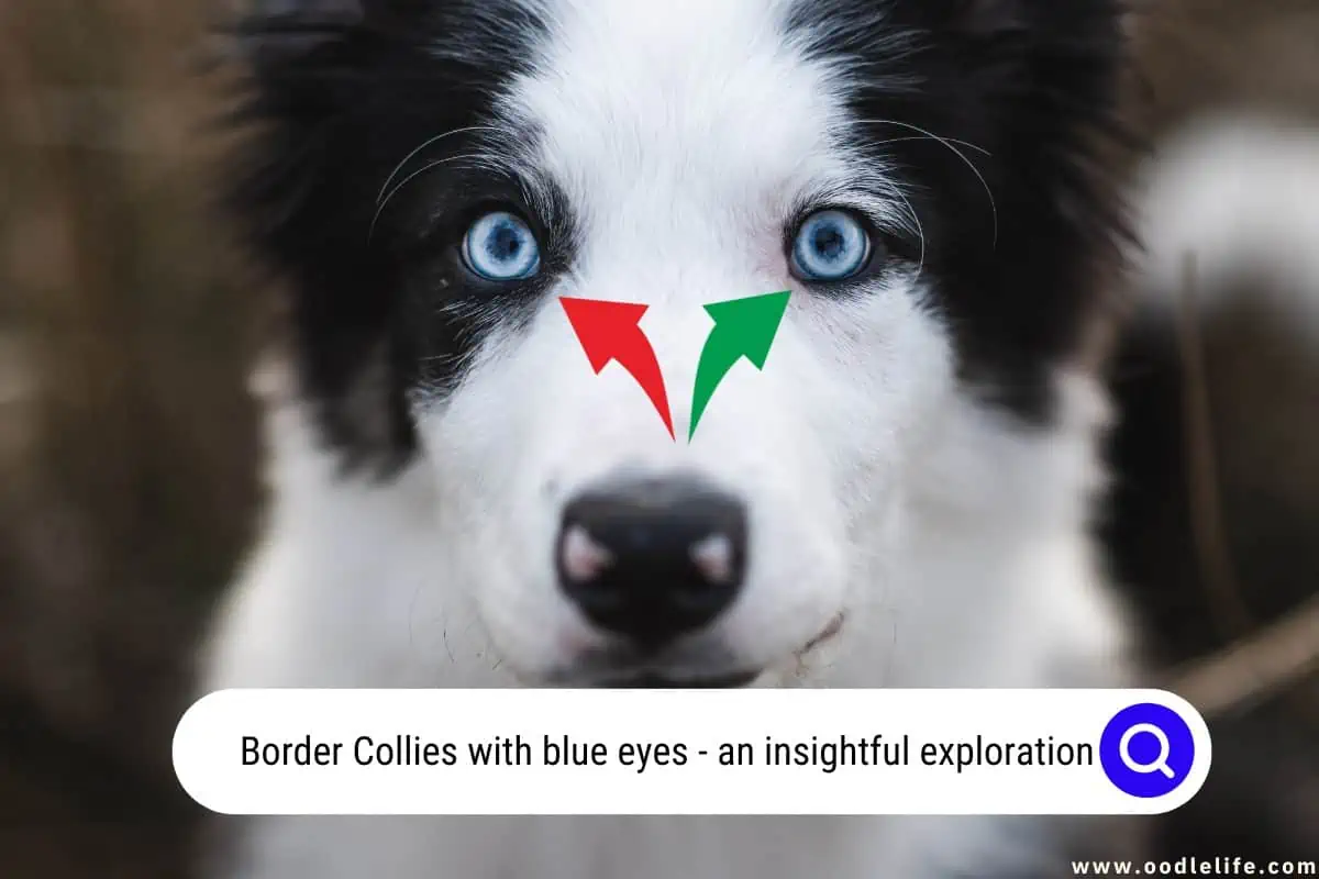 Border Collies with blue eyes