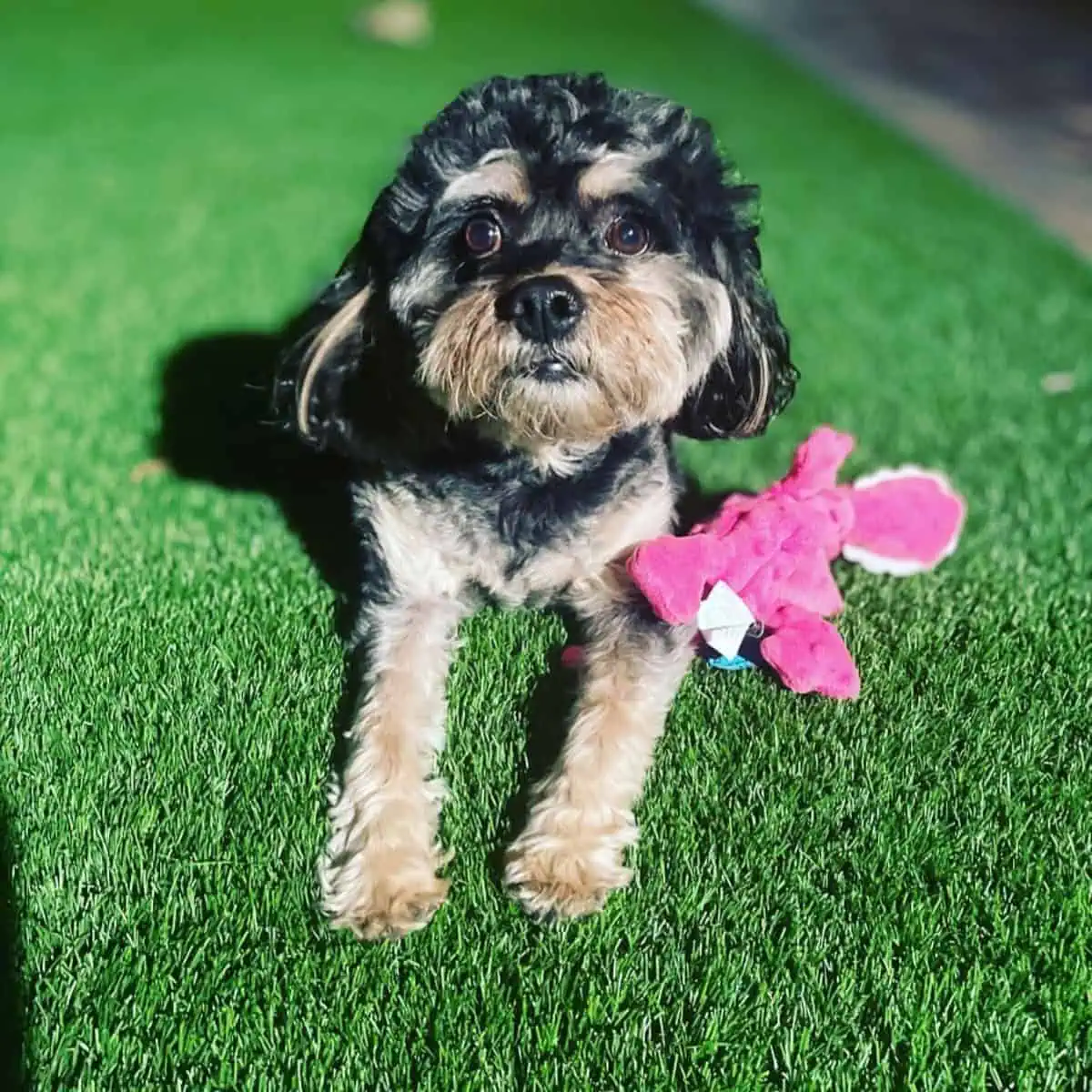 Cavapoo and pink toy