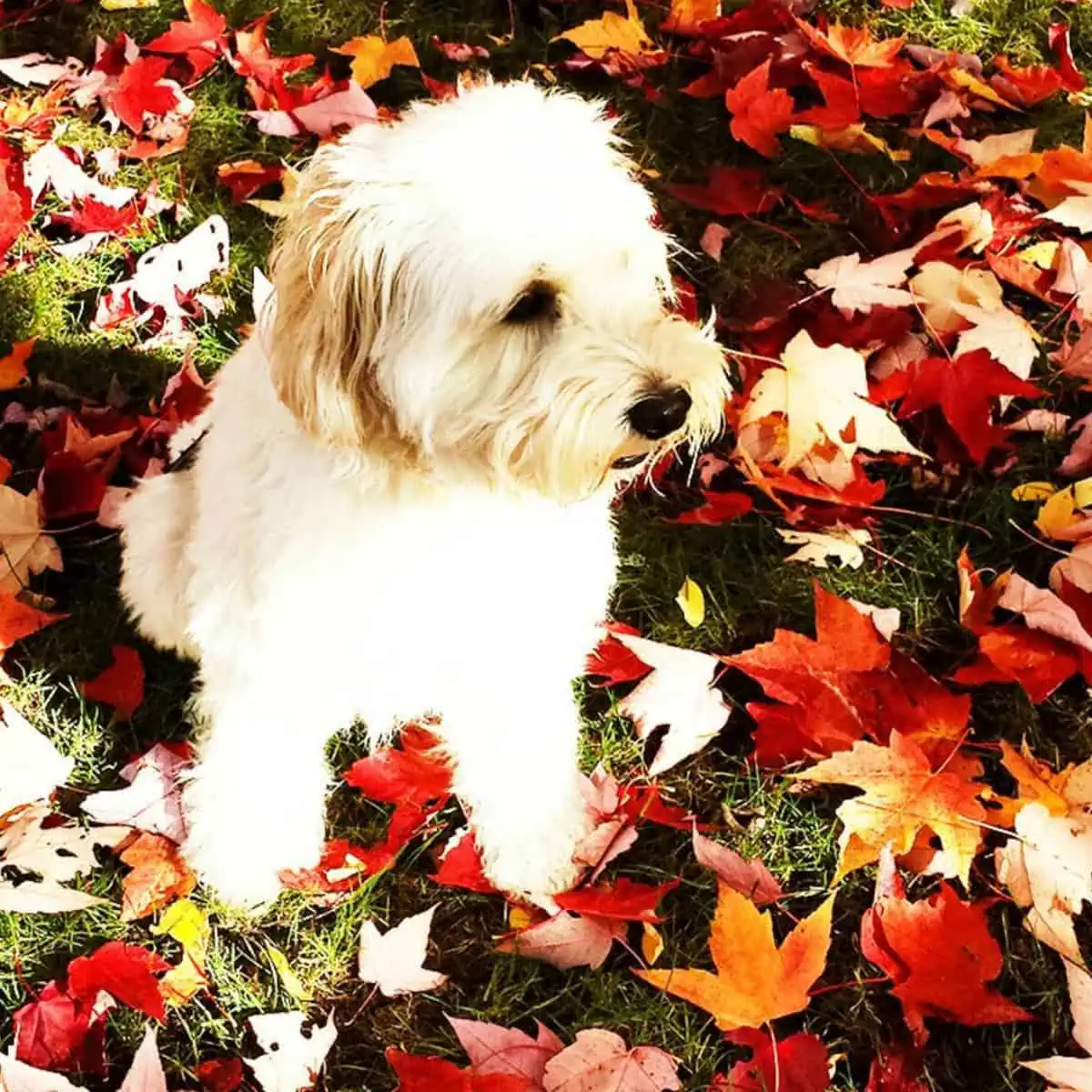 Cavapoo during autumn