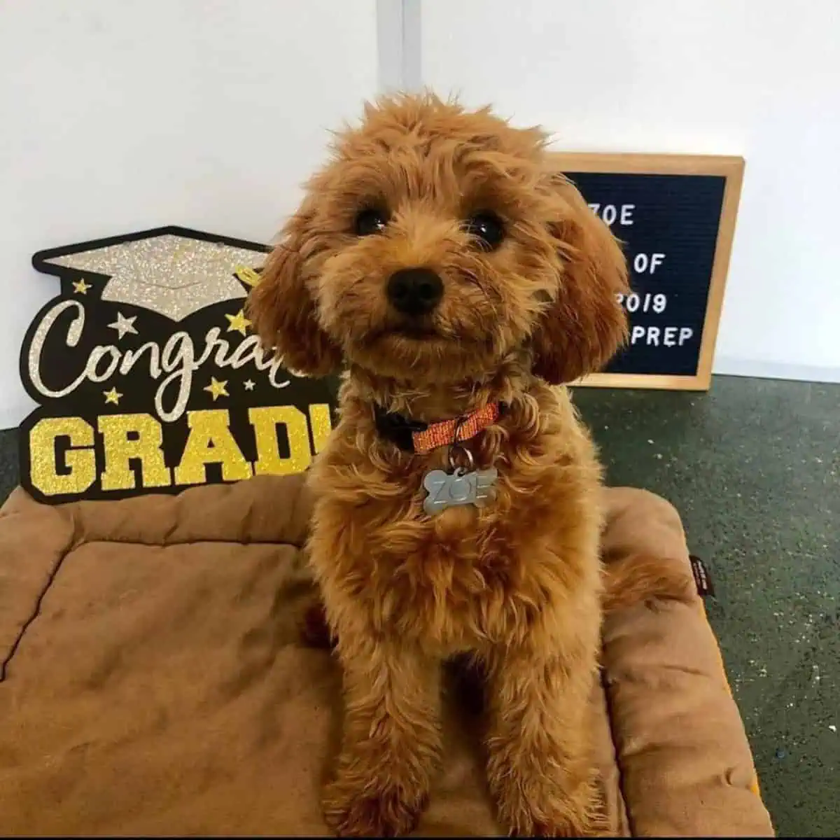 Cavapoo puppy graduated from training