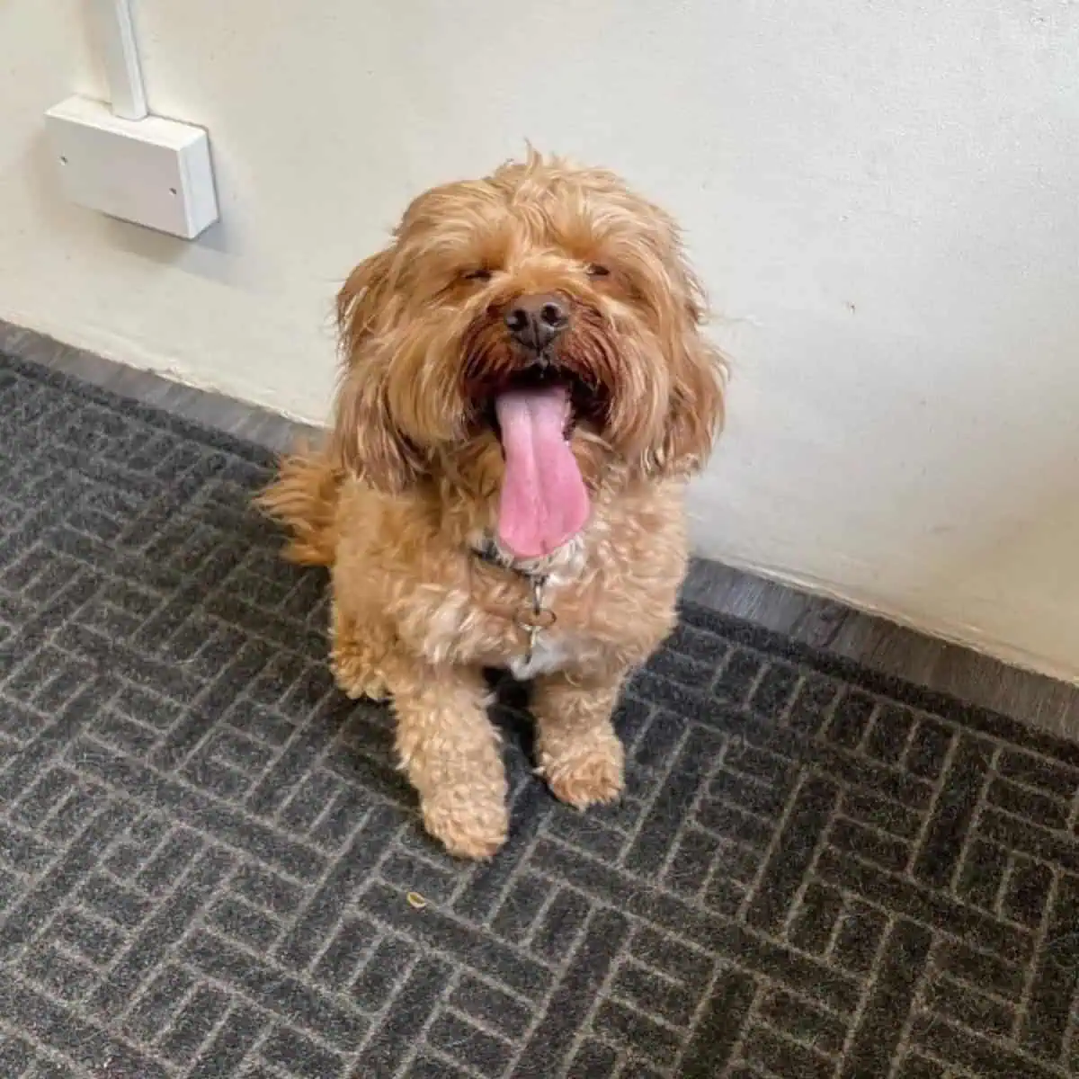 long tongue of Cavapoo