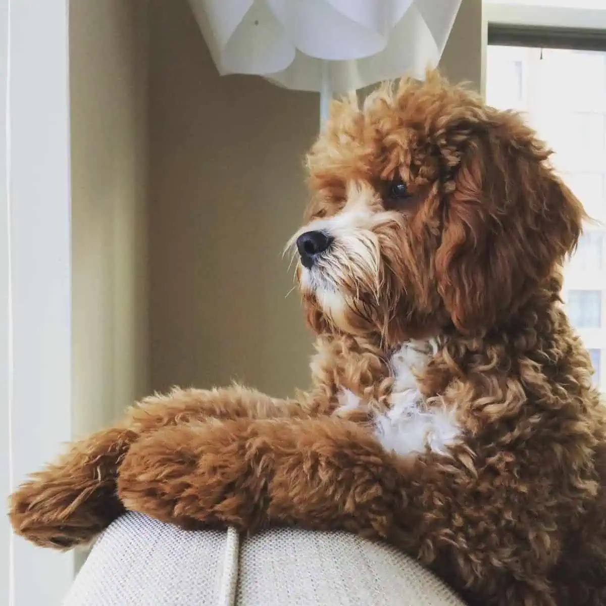 looking Cavapoo puppy outside the window