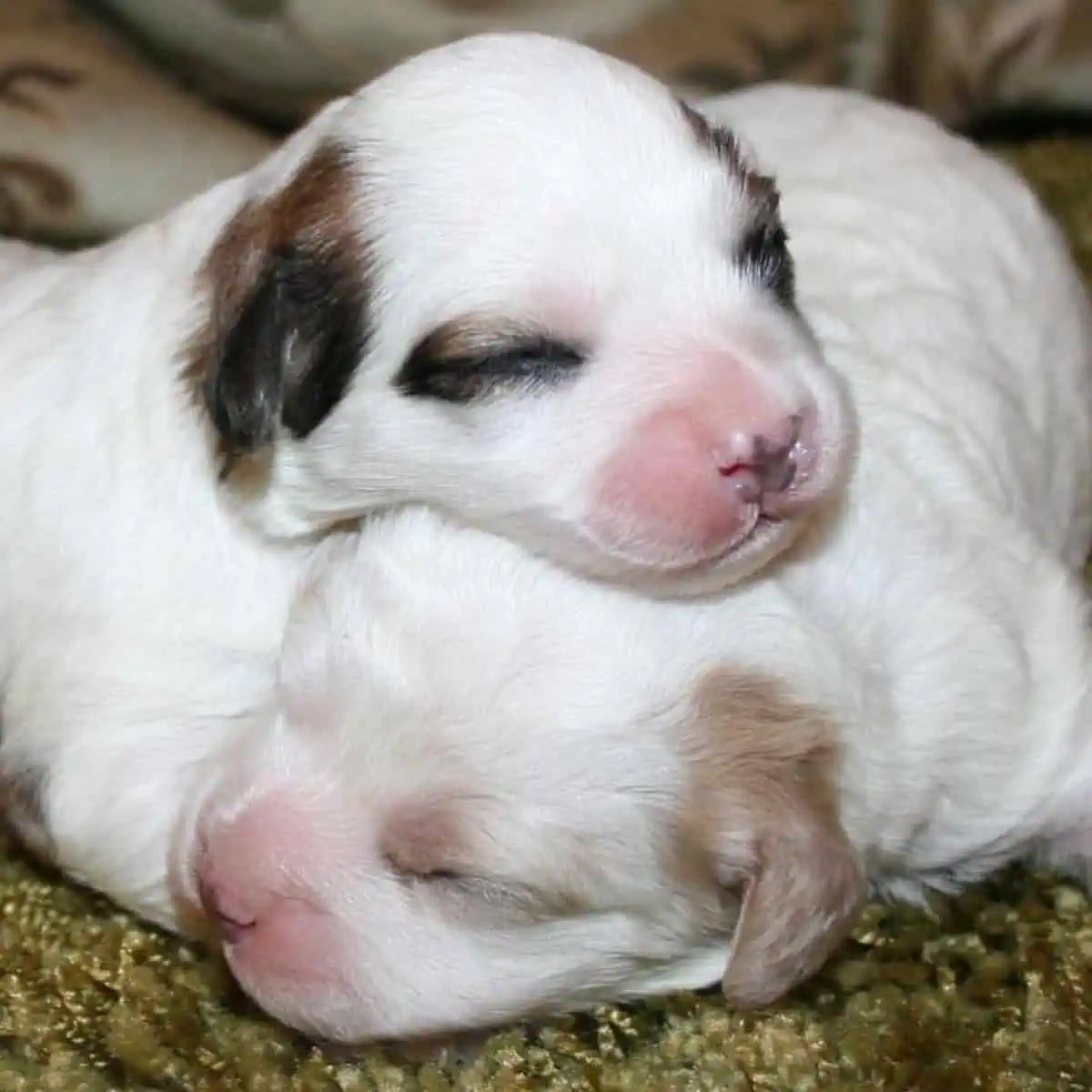 newborn Cavapoo puppies