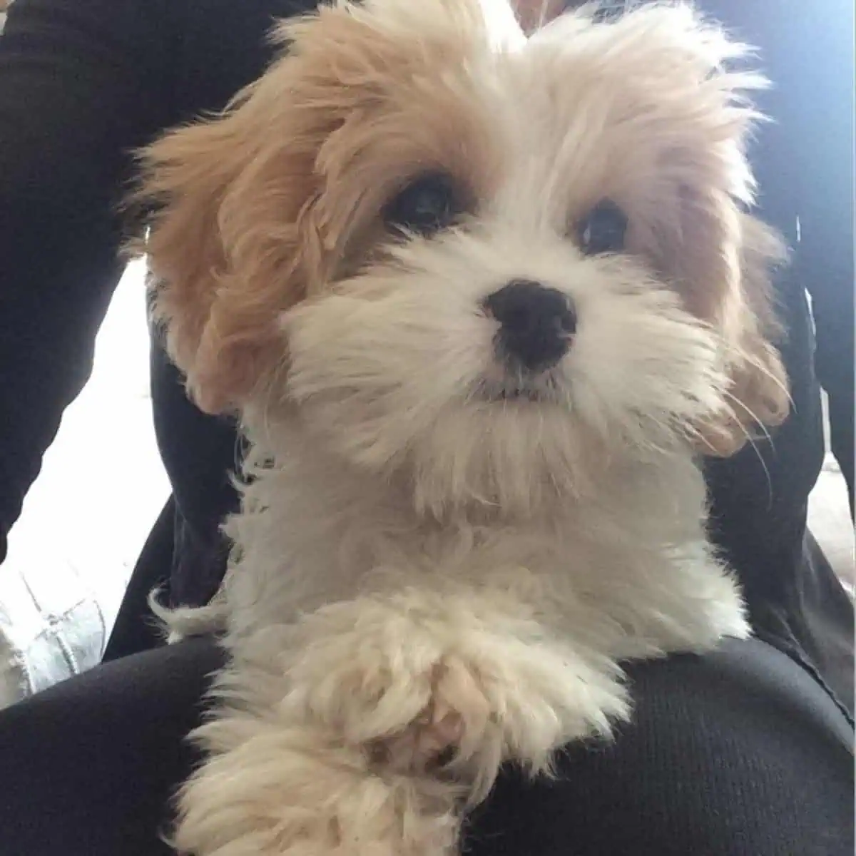 sitting Cavapoo with owner