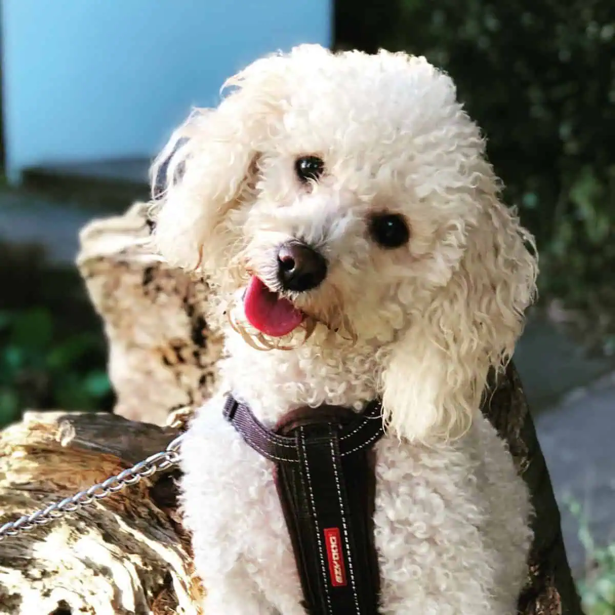 tilted head of Cavapoo