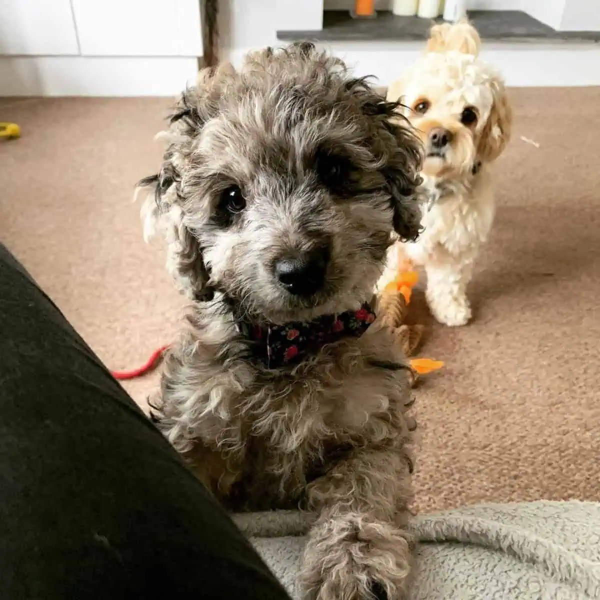 two Cavapoo puppies curious