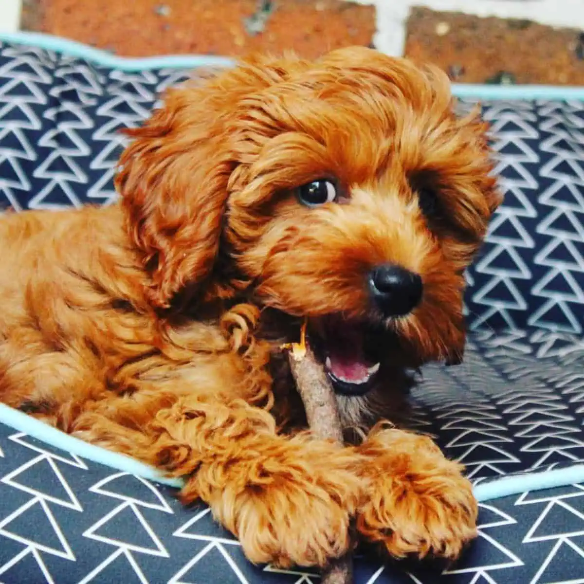 busy Cavapoo biting stick