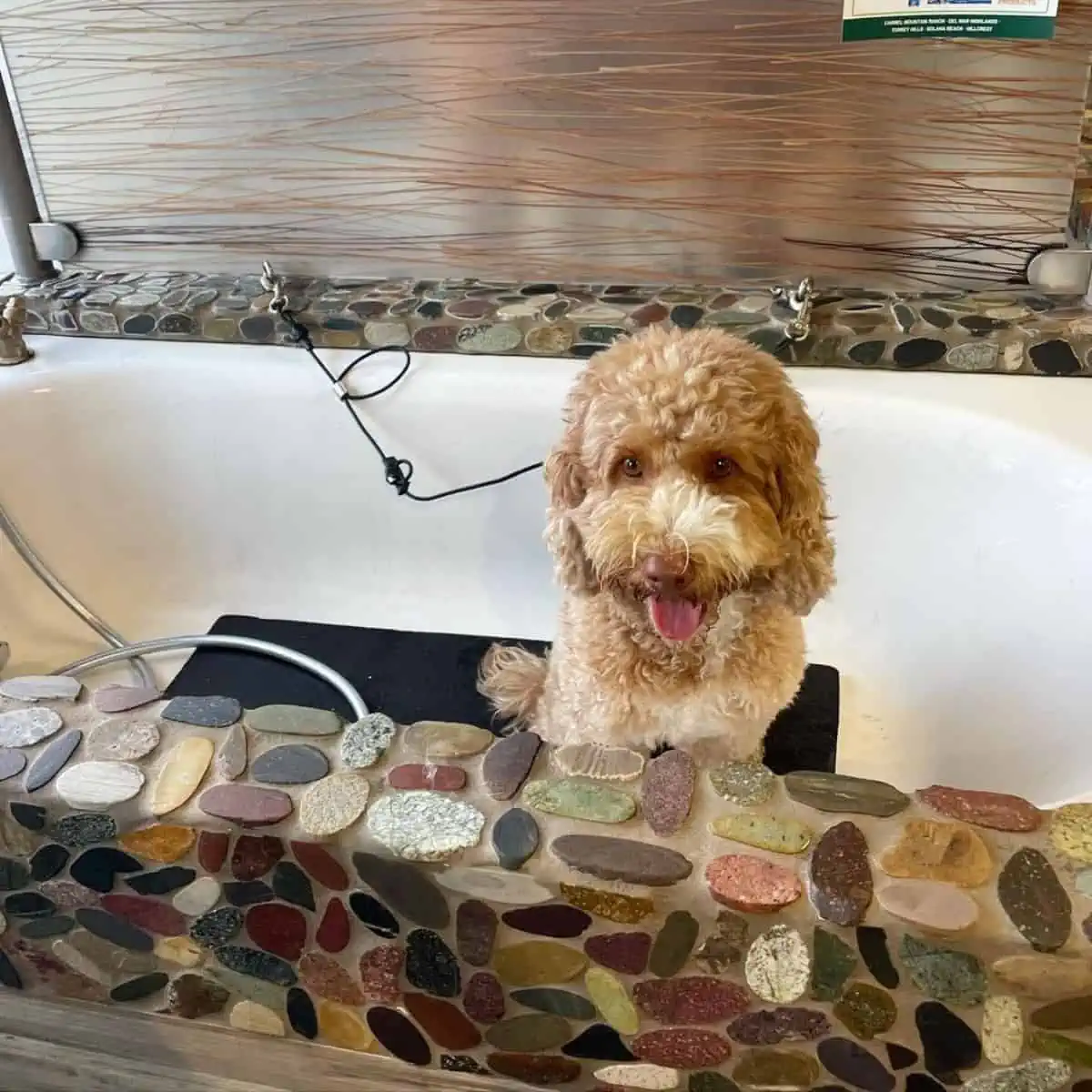 Labradoodle bath time ready