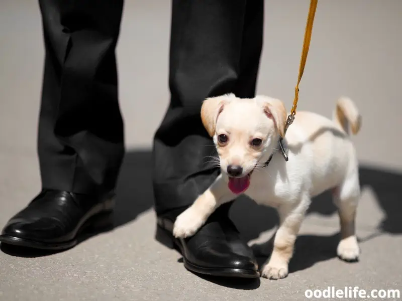 puppy steps on a black shoe